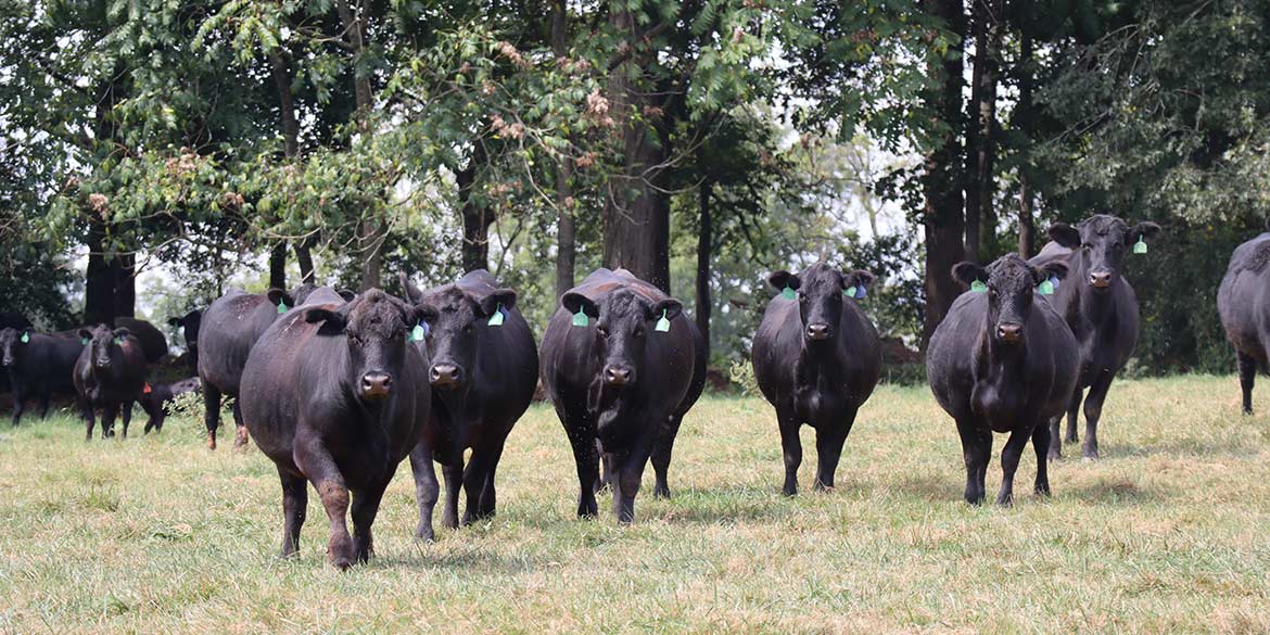Angus cattle in field